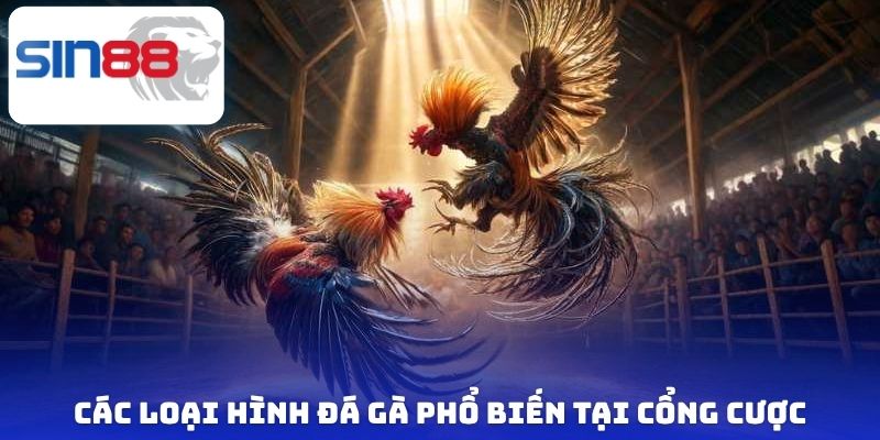 Đá Gà Sin88 - Đấu Trường Chọi Kê Đẳng Cấp Hàng Đầu Châu Á 2 Các loại hình đá gà phổ biến tại cổng cược