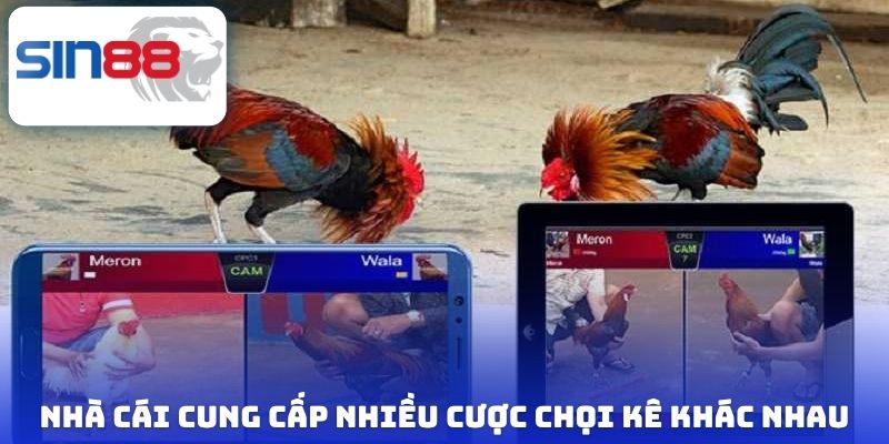 Đá Gà Sin88 - Đấu Trường Chọi Kê Đẳng Cấp Hàng Đầu Châu Á 3 Nhà cái cung cấp nhiều cược chọi kê khác nhau